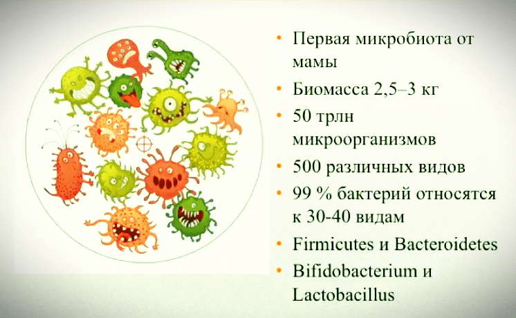 Ферментирование трав. Микробиота