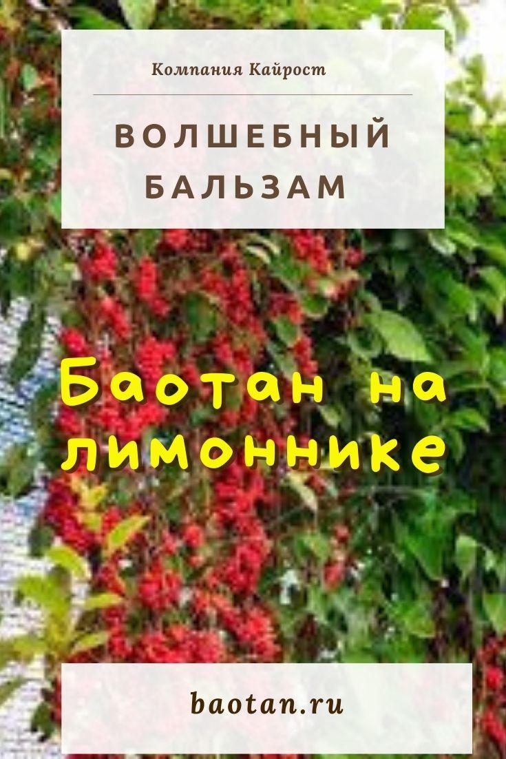 Волшебный бальзам-баолан на лимоннике - baotan.ru