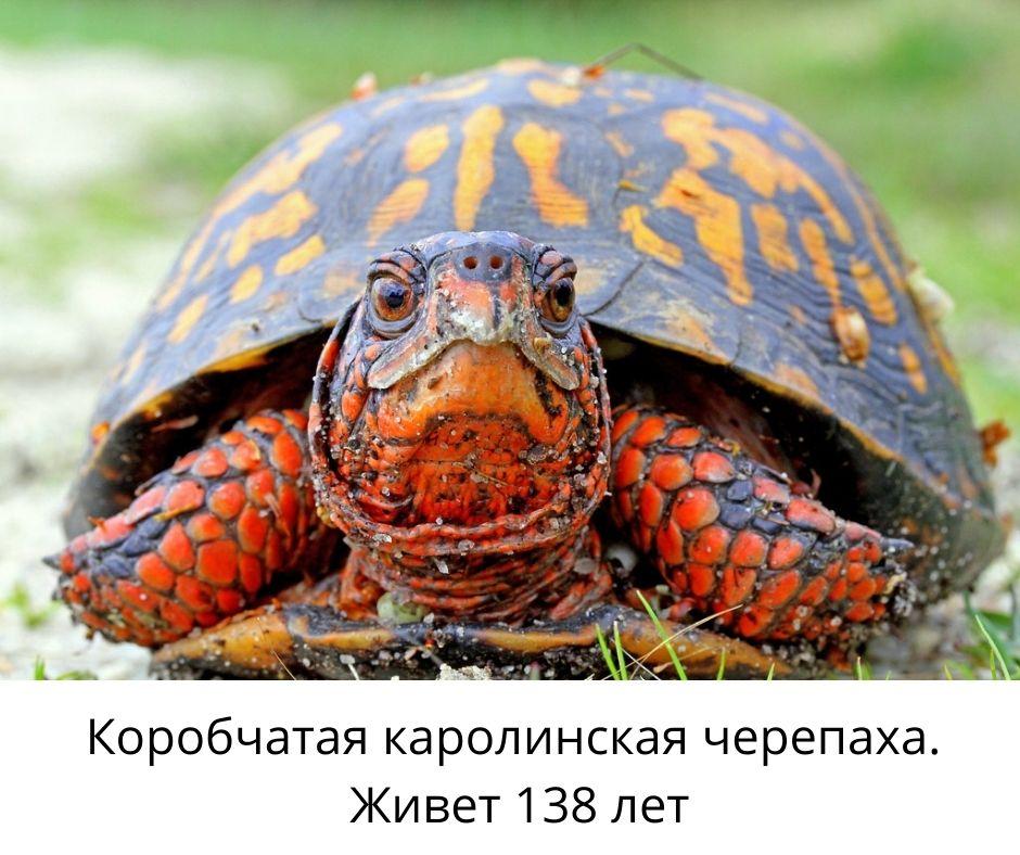 Старение и бессмертие_Коробчатая каролинская черепаха_baotan.ru